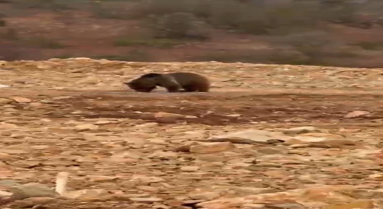 Yol kenarındaki ayıya hamsi ziyafeti verdiler