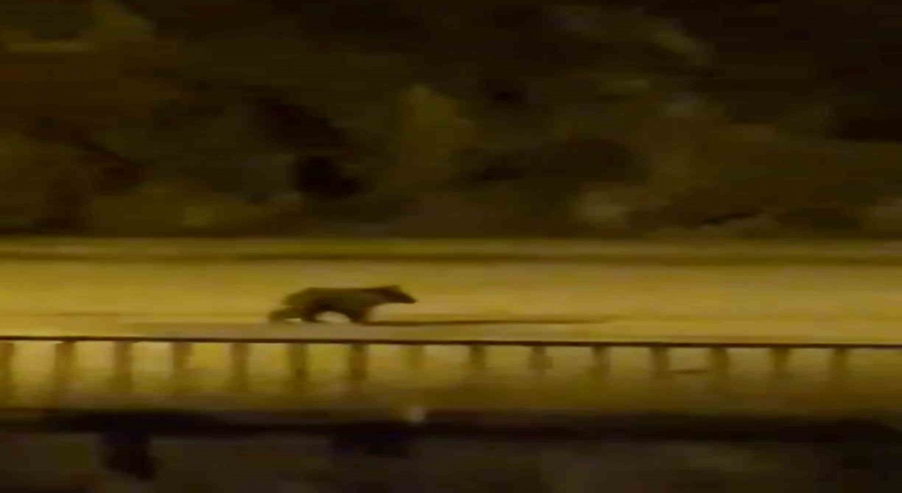 Yolunu şaşıran yavru ayı ilçe merkezine indi