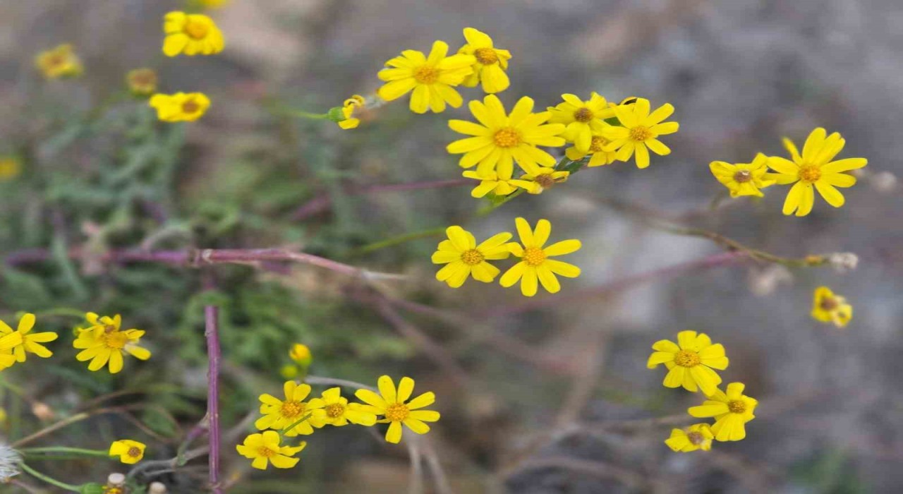 Yozgata kış gelmeden bahar geldi, kır çiçekleri açtı