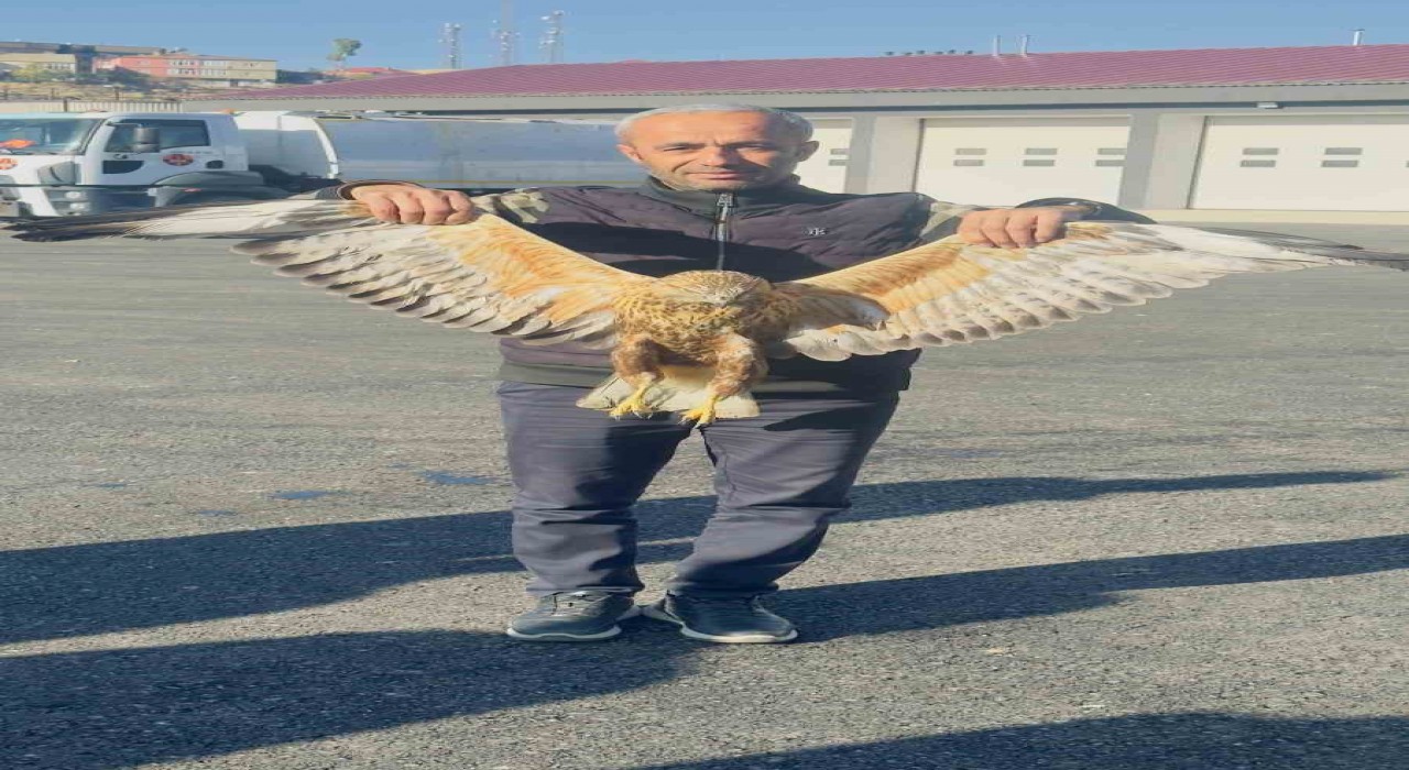 Yüksekovada bulunan yaralı baykuşu tedavi altına alındı