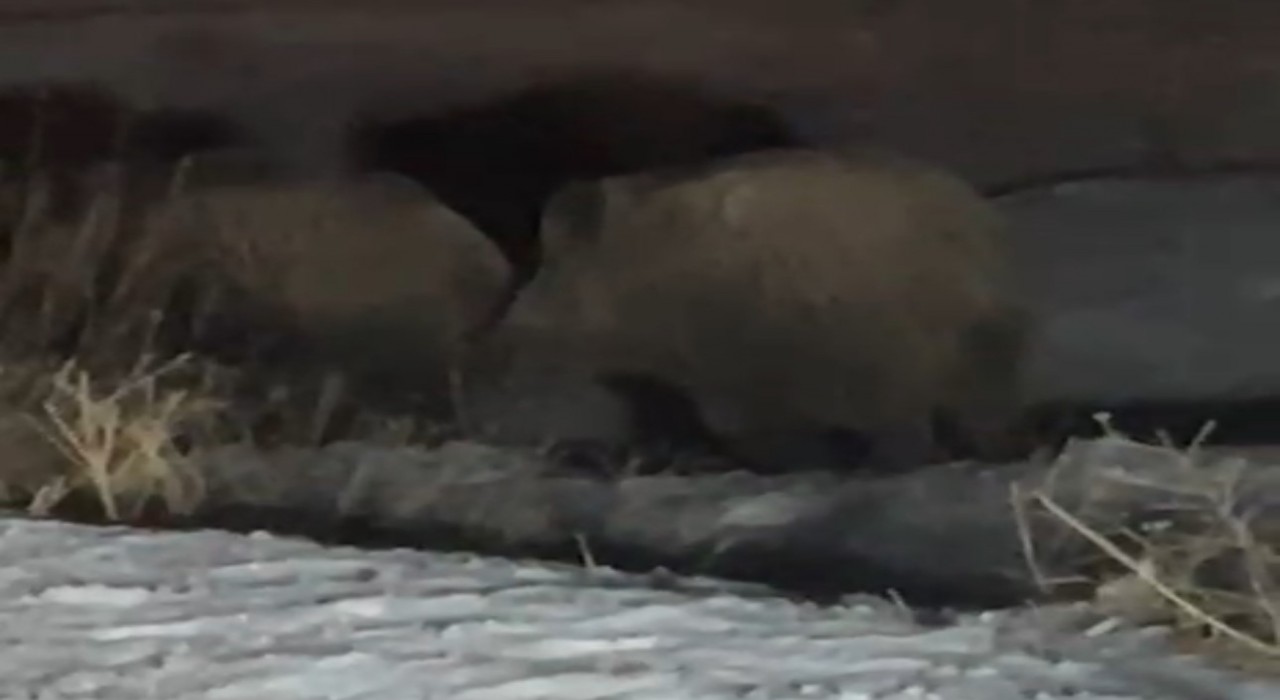 Yüksekovada domuz sürüsü görüntülendi