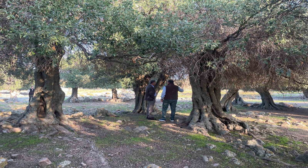 Yüzlerce yıldır İspanya ve İtalyadan sonra sadece Gökçeadada yetişiyor