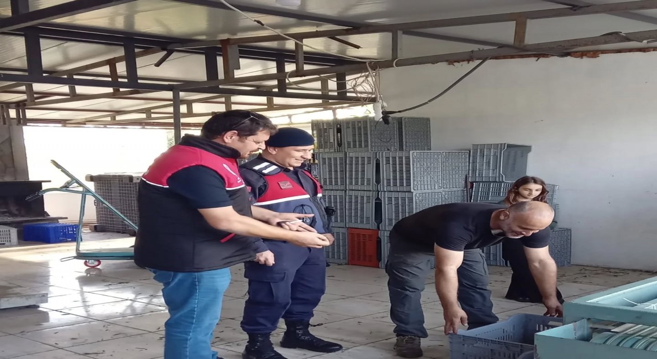 Zeytin hırsızlıklarının karşı denetim