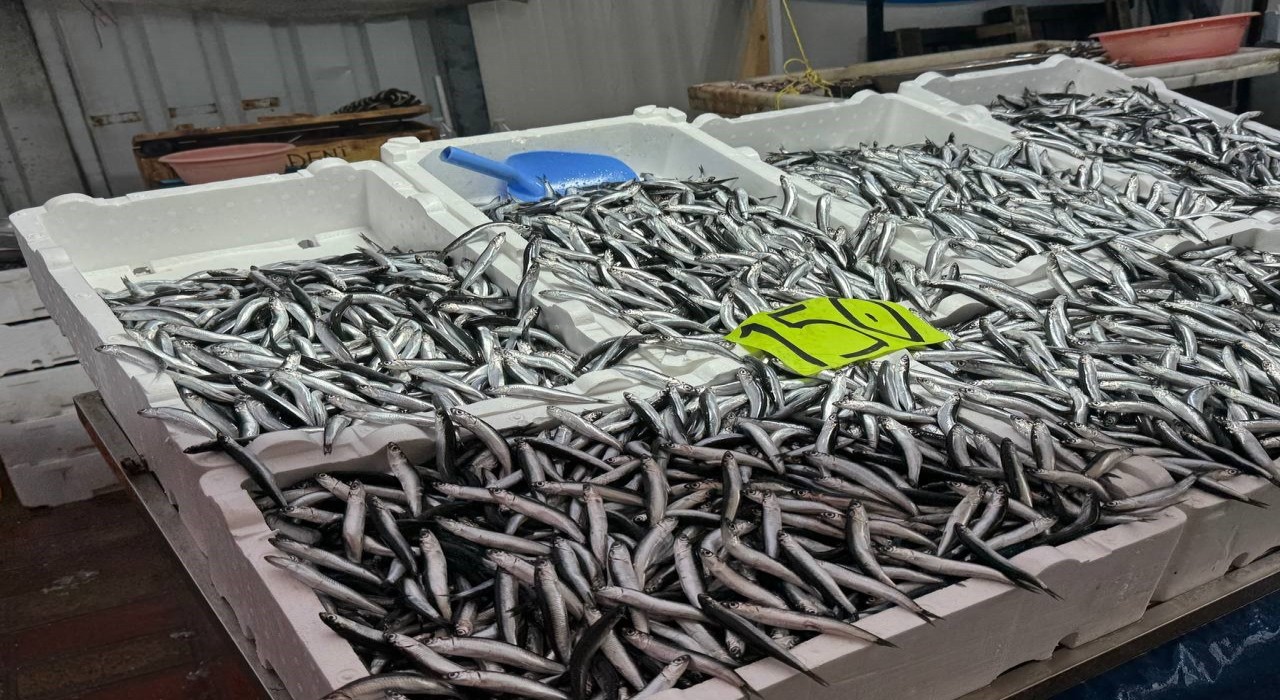 Zonguldakta hava şartları hamsi fiyatını yükseltti
