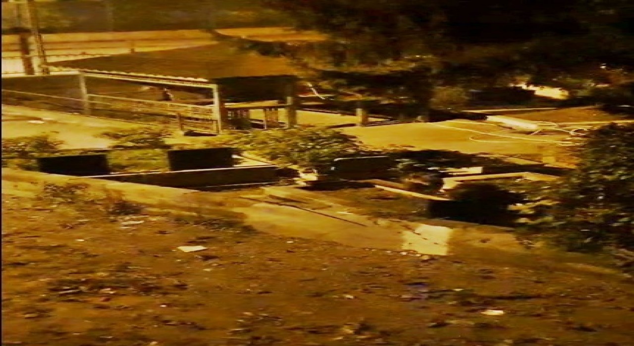 Zonguldakta mezarlıkta iki ayı yavrusu görüldü