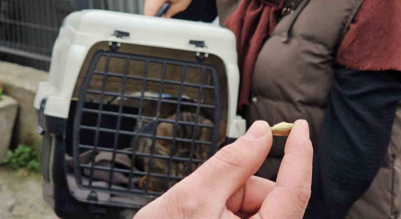Zonguldakta ‘öldü sanılan kedi, bacağında mermiyle geri döndü