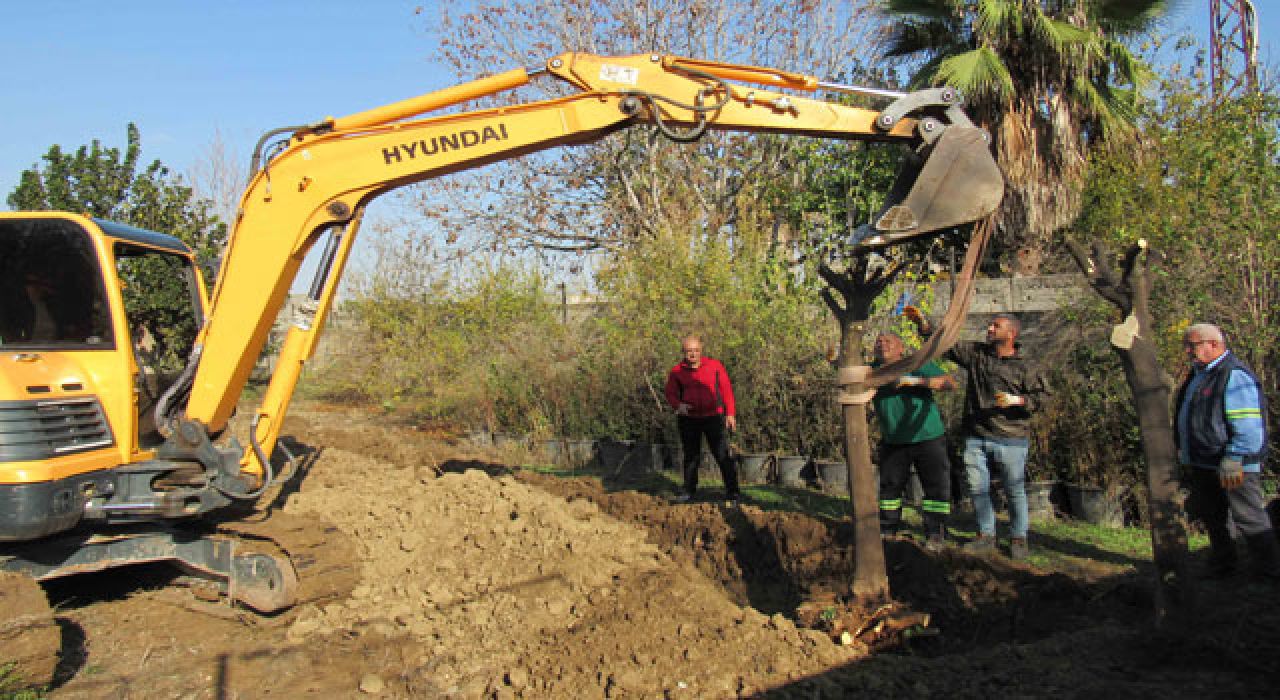 Adana’da Kavşak Düzenlemeleri Kapsamında Ağaçlar Naklediliyor