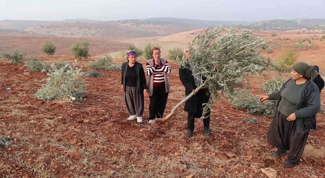Adıyamanda 10 bin ağaç kırılarak yok edildi