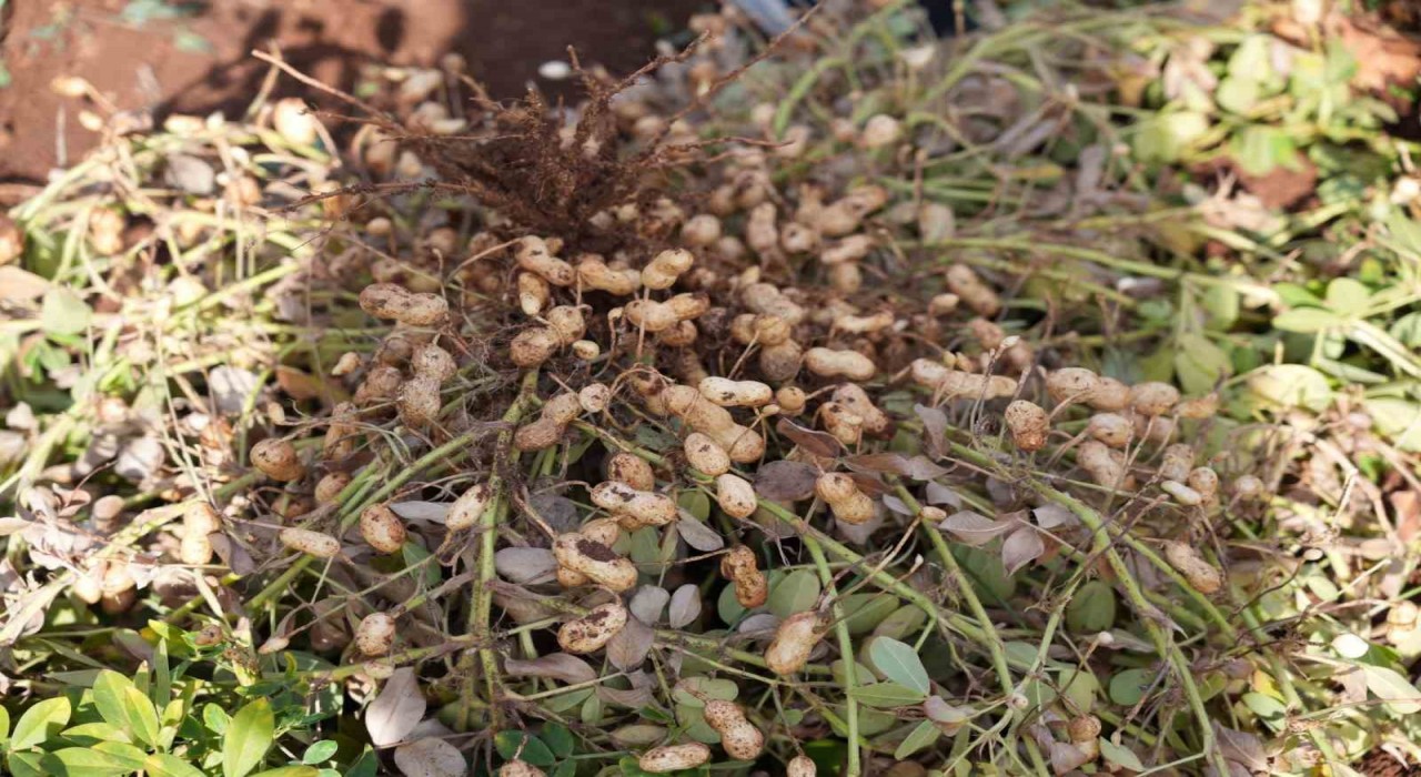 Adıyamanda yer fıstığı hamlesi