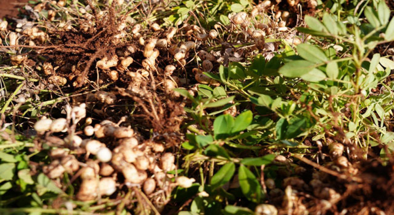 Adıyaman’da Yerfıstığı Denemesi Yapıldı