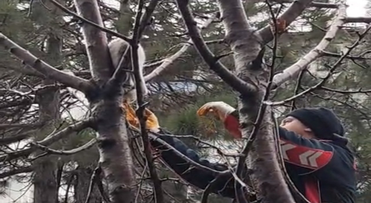 Ağaçta mahsur kalan kedi kurtarıldı