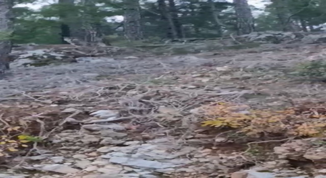 Alanyada yerleşim alanına yakın bölgede kurt görüntülendi