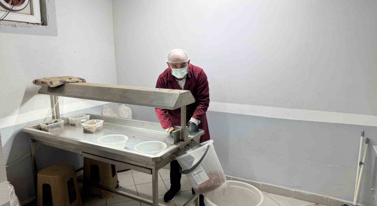 Alaplıda fındık kavurma tesisleri taleplere yetişemiyor