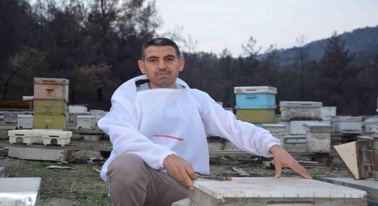 Ana arı üretiminde büyük başarı: Bir arı kovanıyla hobi olarak başladı, şimdi Türkiyenin her yerine koloni gönderiyor