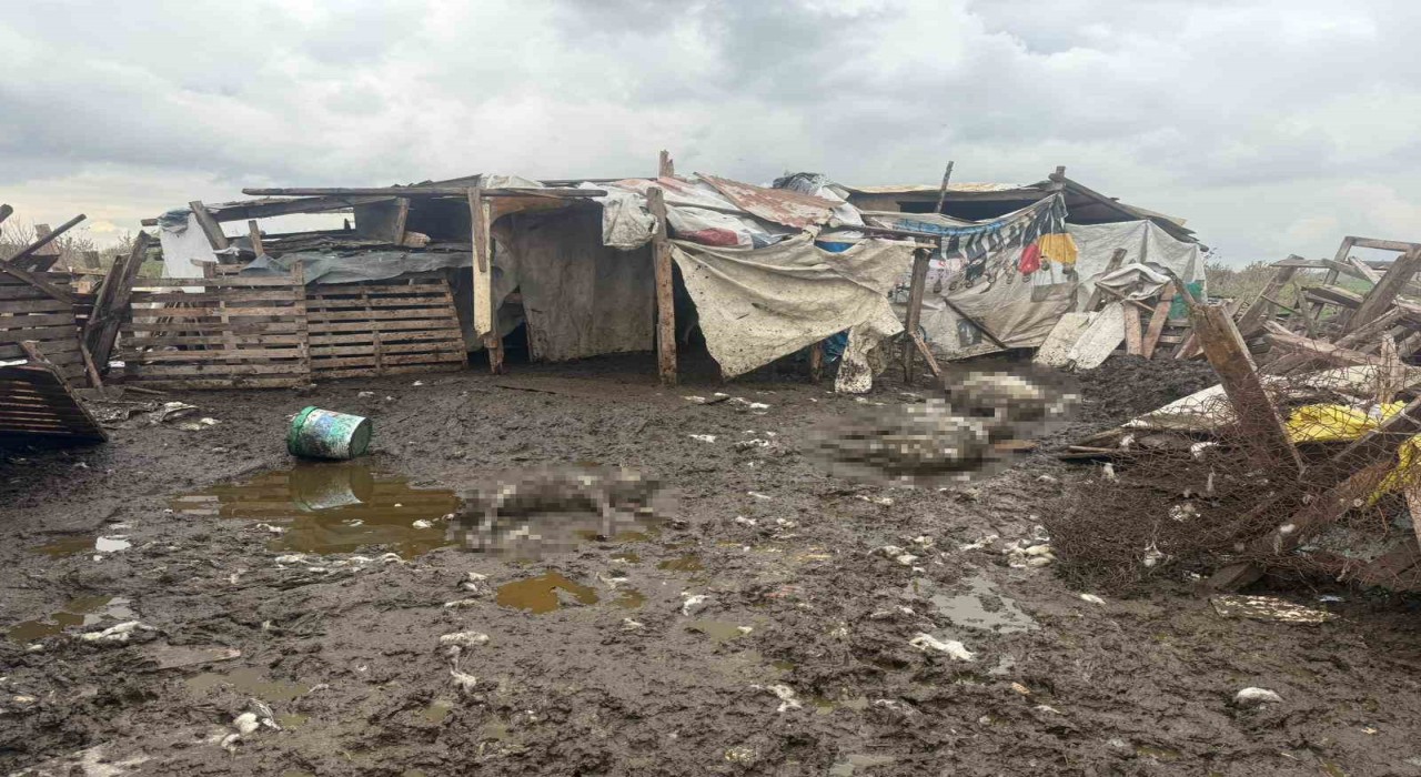 Avcılarda başıboş köpekler koyun sürüsüne saldırdı: 10 hayvan telef oldu