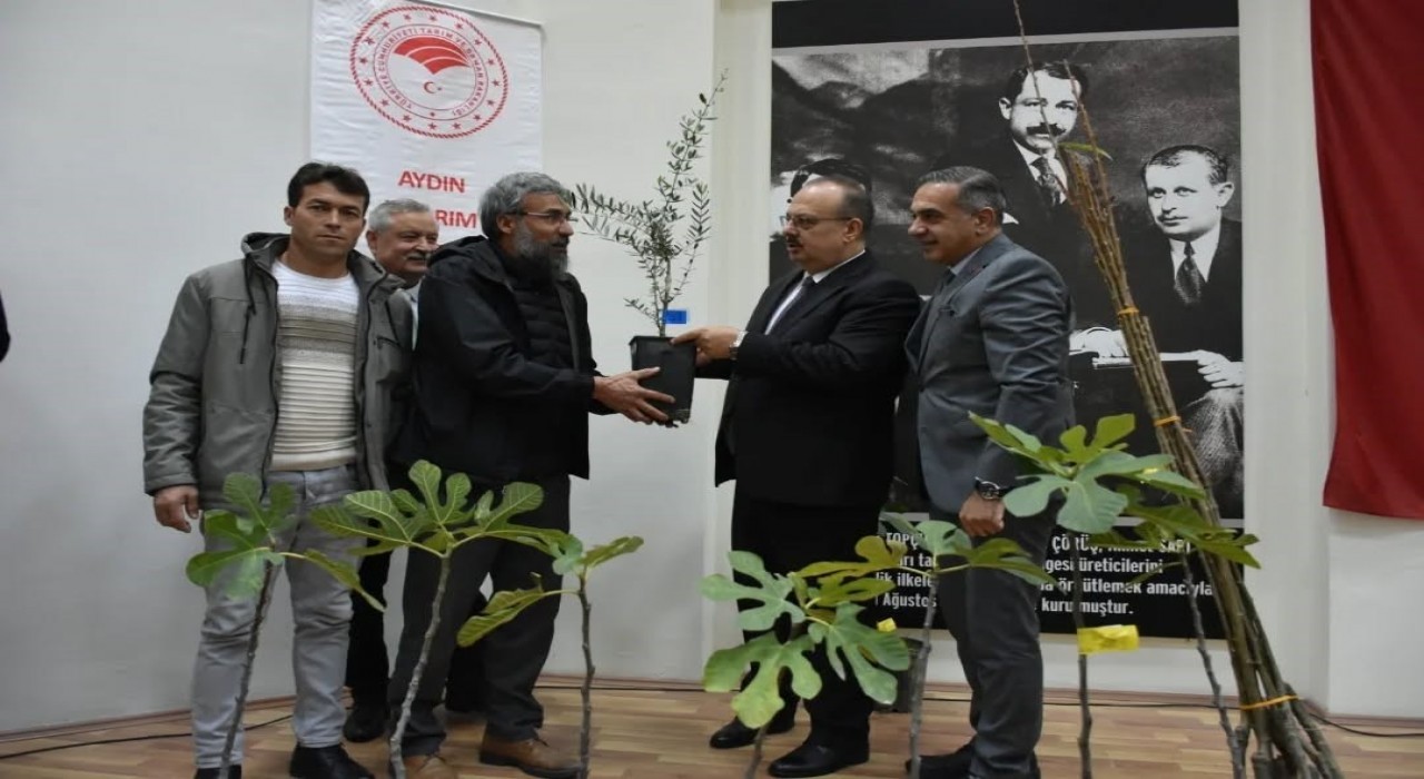 Aydında üreticilere 74 bin 90 fide dağıtılacak