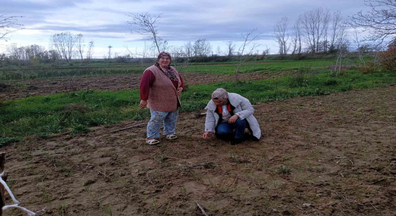 Babaeskide sera ve sarımsak üretim alanlarında üretim şartları kontrol edildi