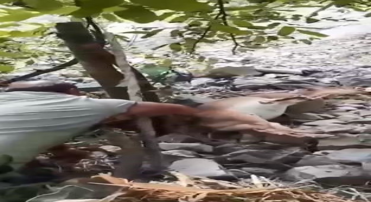 Bahçede uyuyakalan yaban keçisini Kalk kızım diyerek uyandırdı