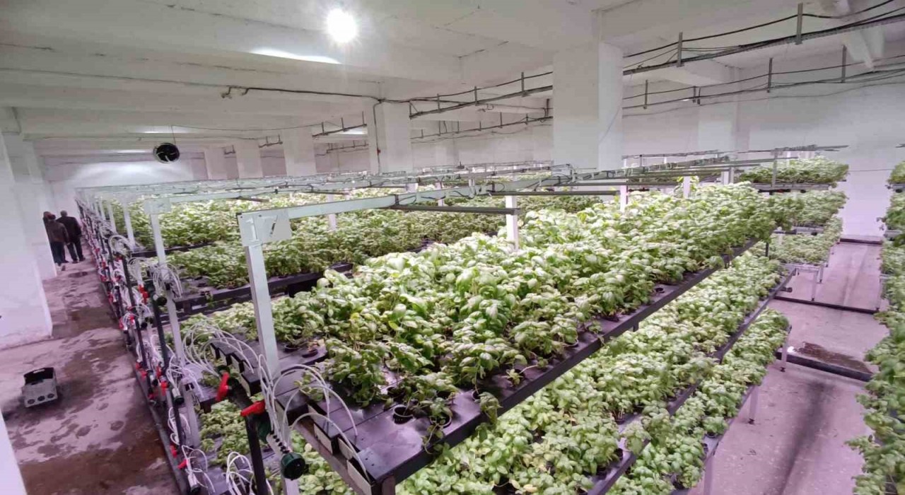 Batmana eksi birinci katta 30 milyonluk dikey tarım yatırımı