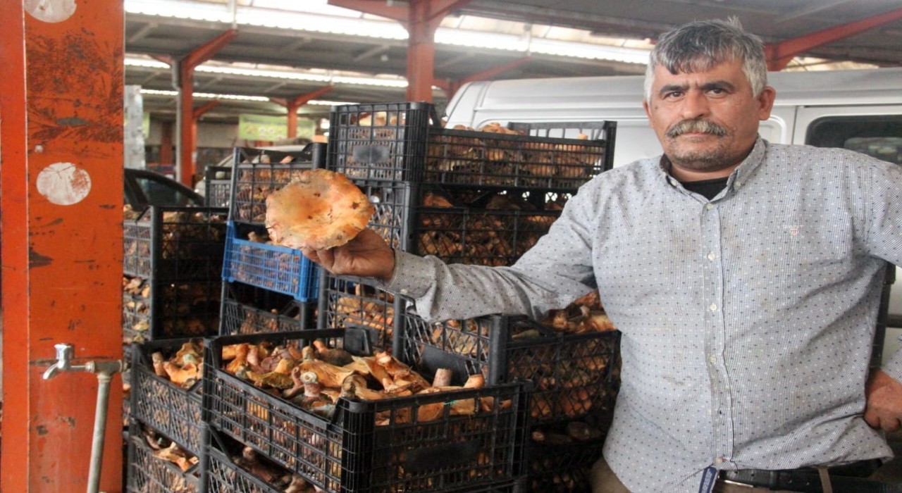 Bayramiçte kanlıca mantarı köylünün gelir kapısı oldu