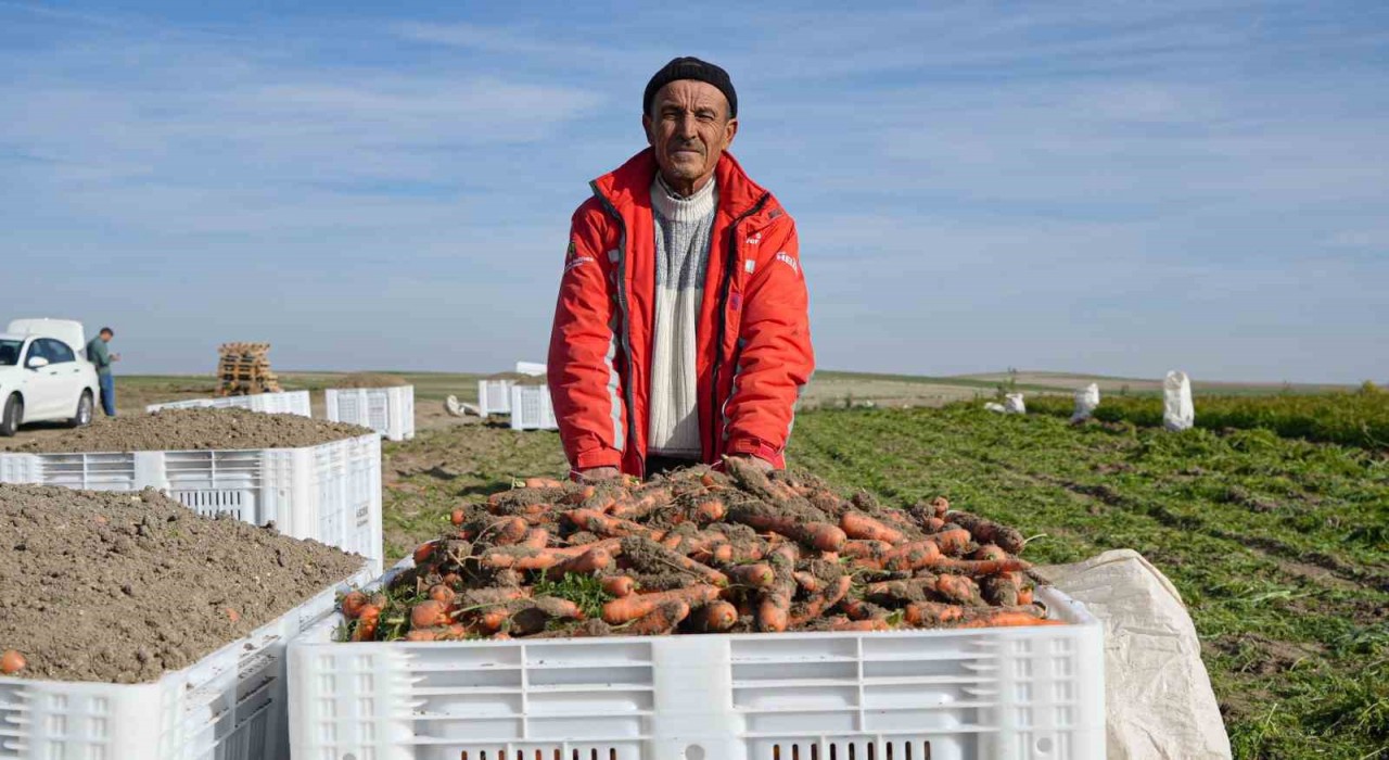 Beypazarında hummalı havuç mesaisi başladı: Dönüme 10 ton ürün bekleniyor