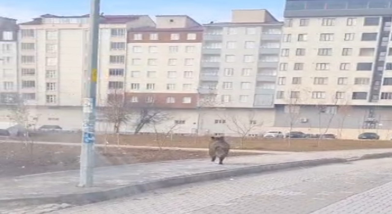 Bitliste ilçe merkezinde yaban domuzu paniği