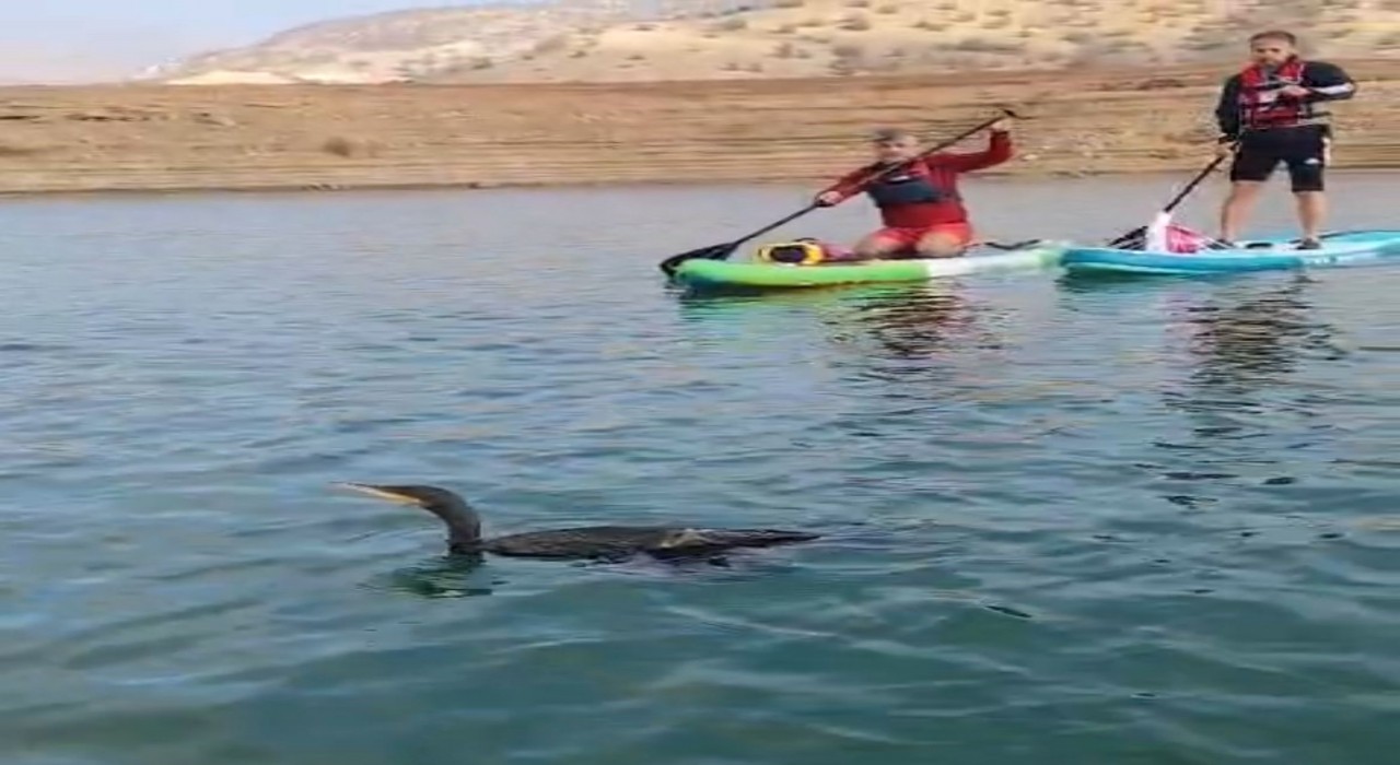 Botan Vadisinde yaralı bulunan karabatağı kurtarma çabası yetersiz kaldı