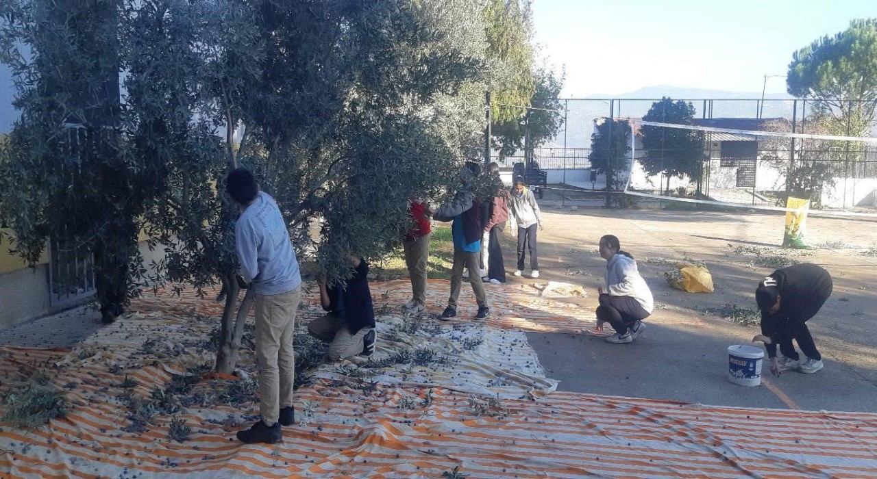 Bozdoğanda öğrenciler zeytin hasadı yaptı