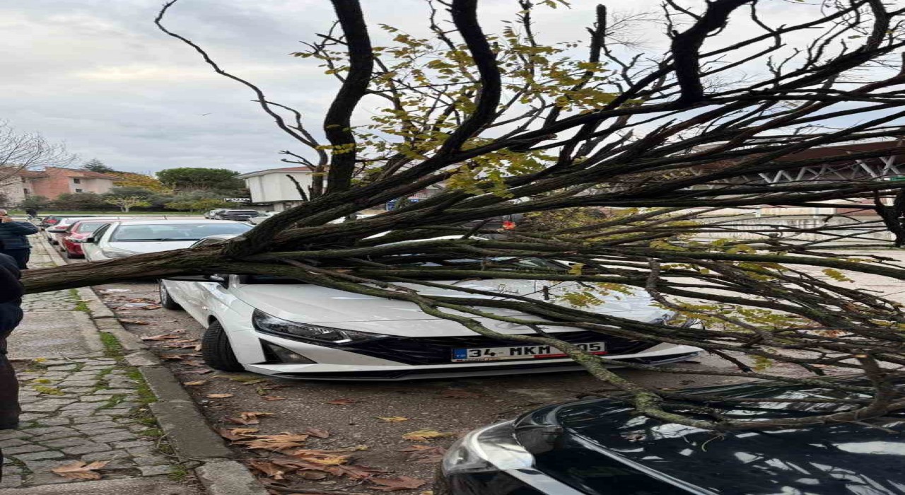 Bursada devrilen ağaç korku dolu anlar yaşattı