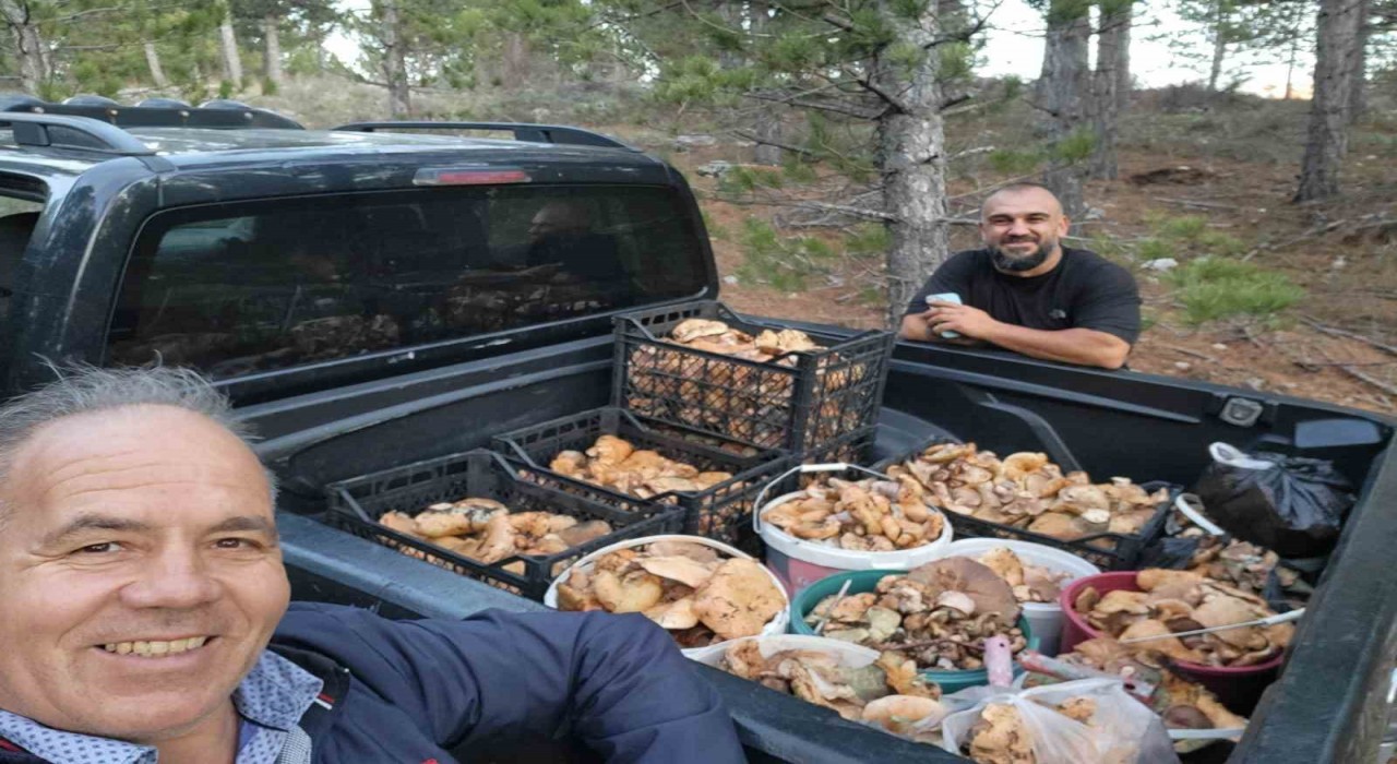 Çamelide cintar bereketi