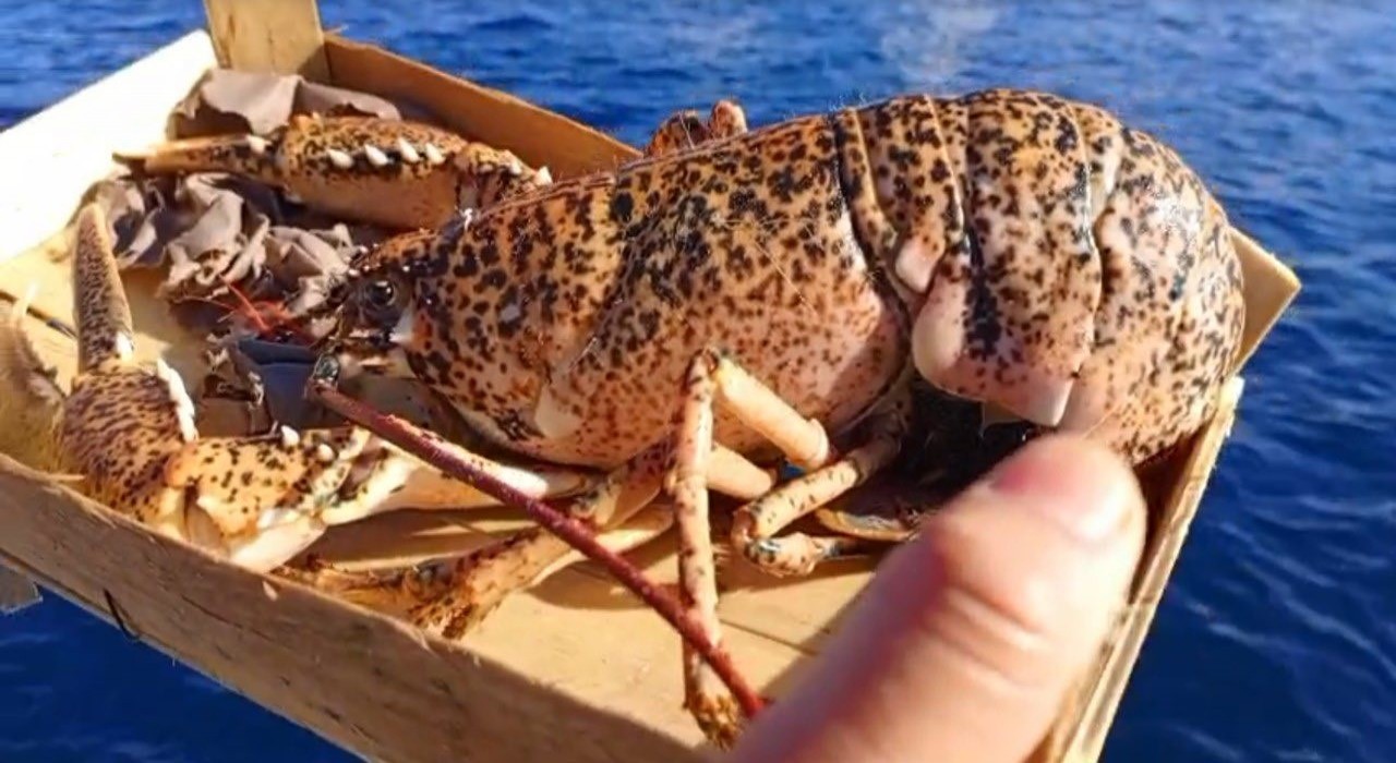 Çanakkalede 525 kilo balığa el konuldu