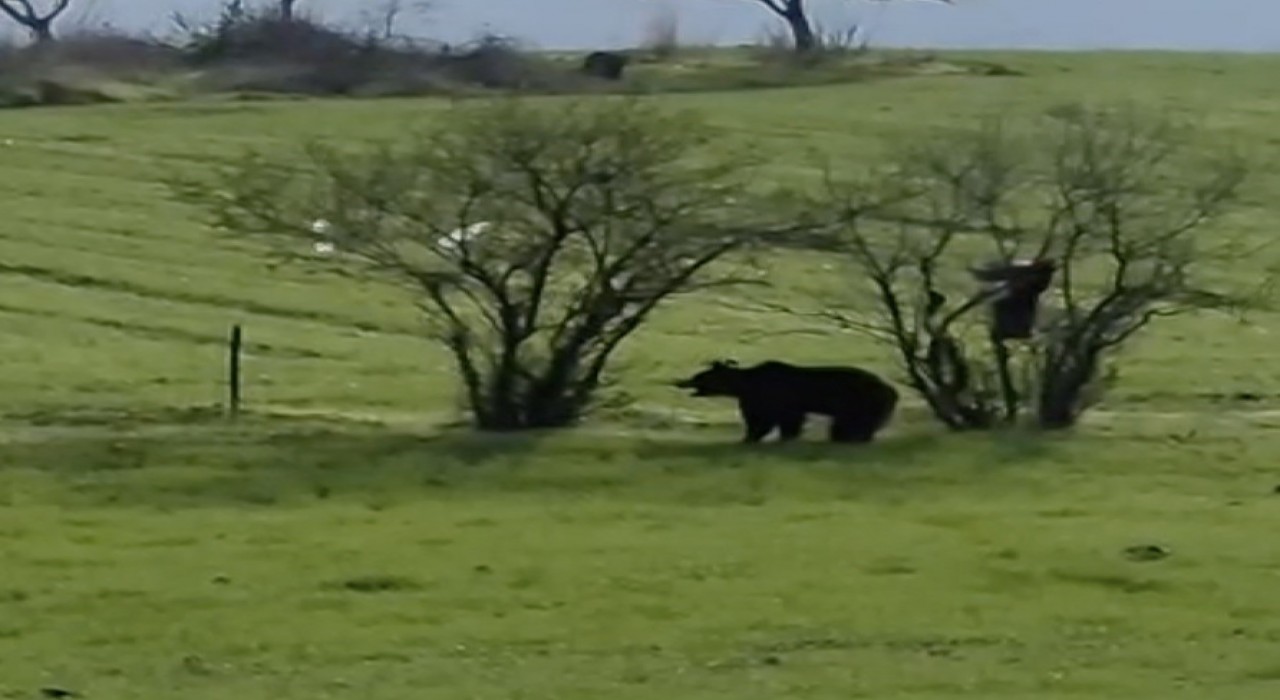 Çanakkalede köy yoluna inen ayı cep telefonu kamerasına yansıdı