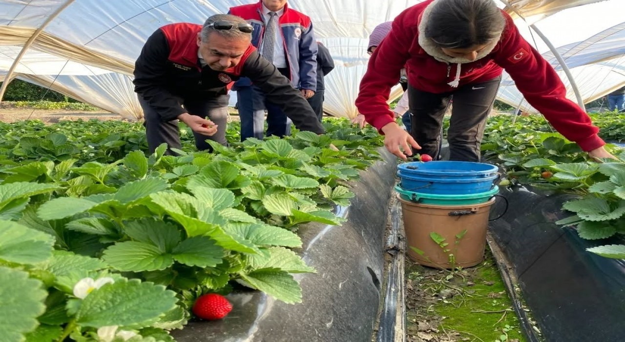 Coğrafi işaretli Sultanhisar Çileğinde hasat sevinci