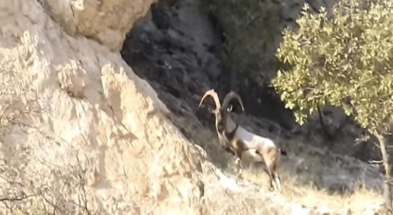 Diyarbakırda koruma altındaki dağ keçileri görüntülendi