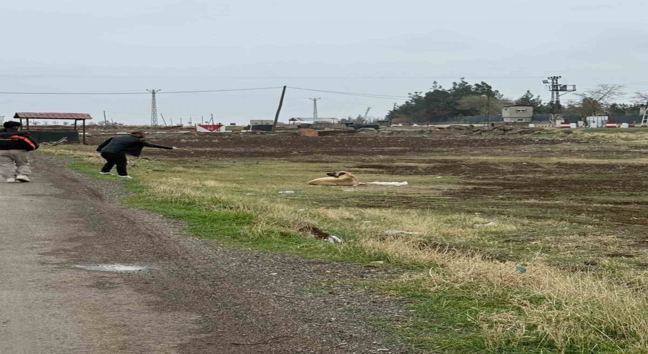 Diyarbakırda sokak hayvanlarına kuduz aşısı uygulandı