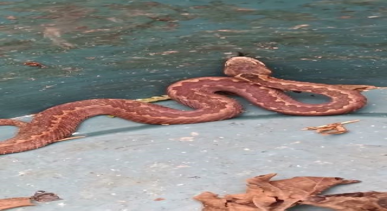 Doğu Karadenizde ayılardan sonra yılanlar da kış uykusuna yatmadı