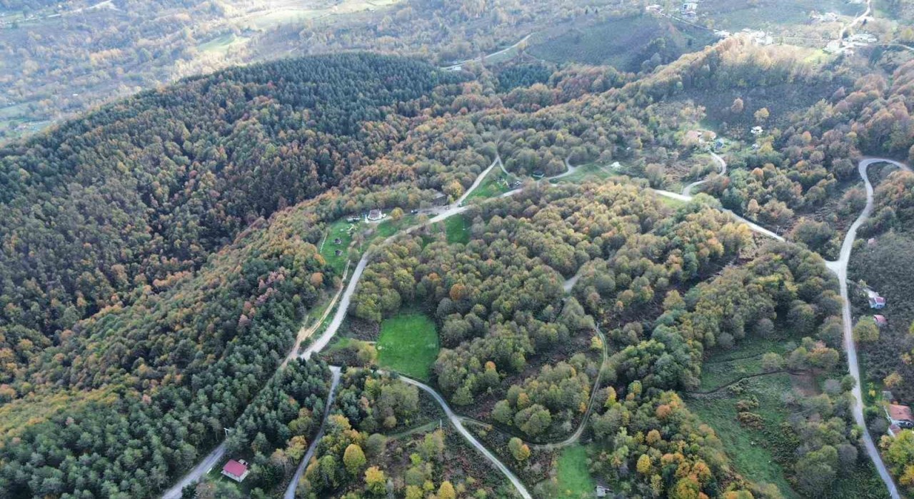 Düzce ormanlarında renk cümbüşü yaşanıyor