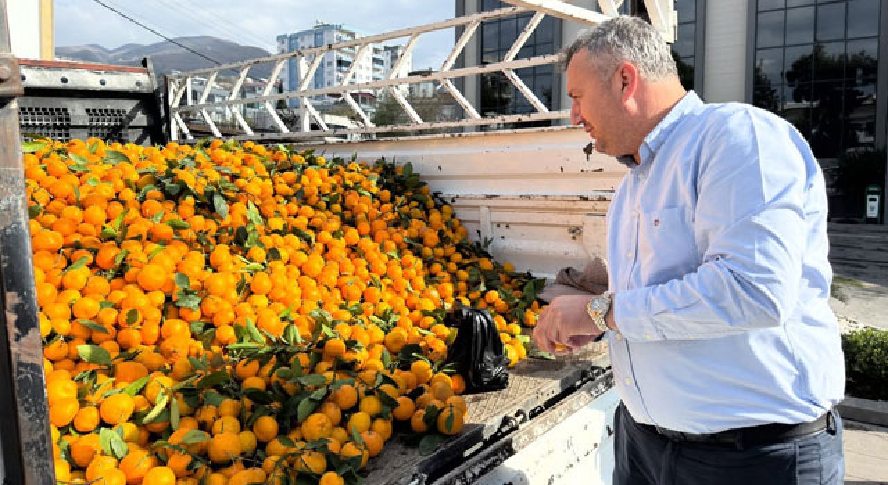 Düziçi Belediyesinden Vatandaşlara Ücretsiz Mandalina