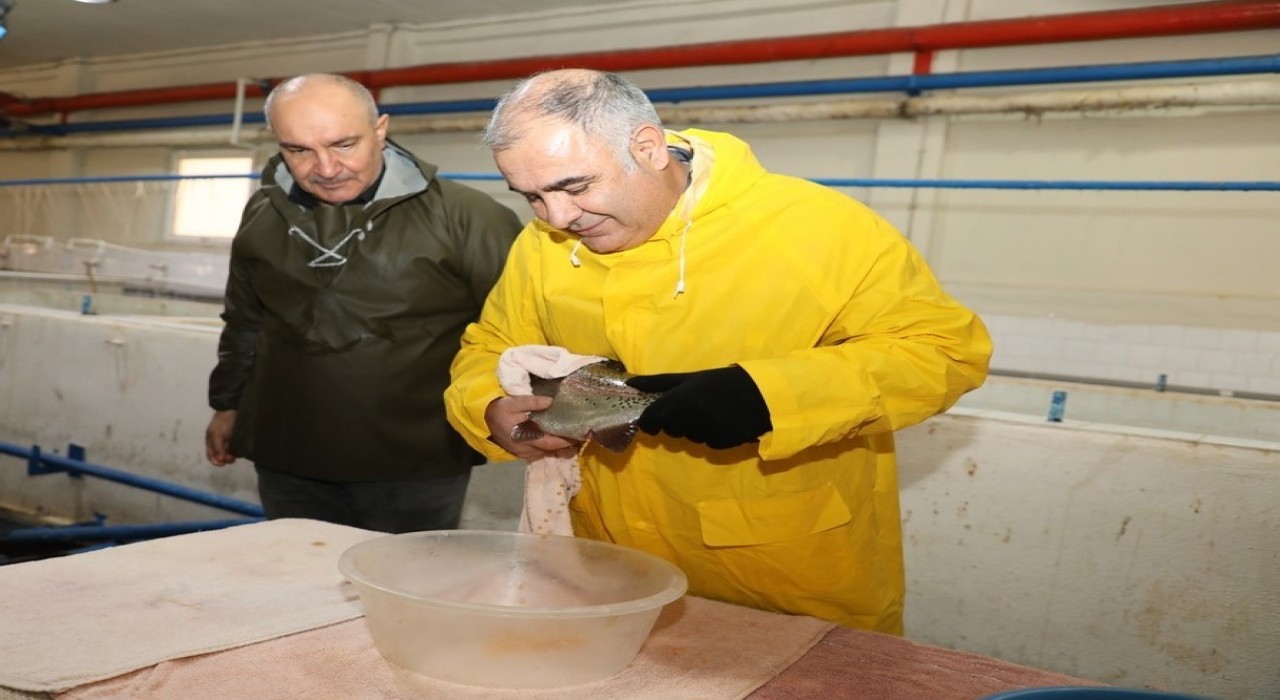 Elazığda alabalık sağım çalışmaları sürüyor