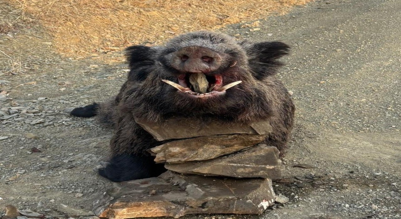 Elazığda avcılar 200 kiloluk domuz avladı