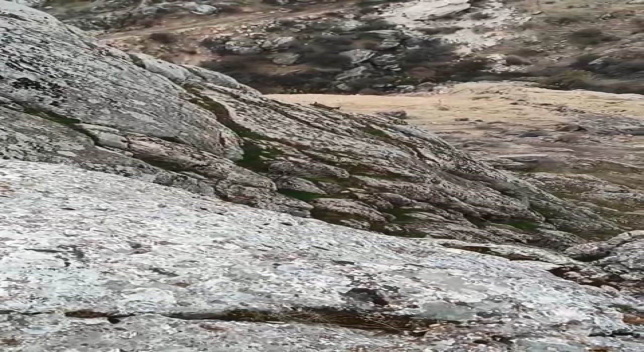 Elazığda dağ keçileri sürü halinde görüldü