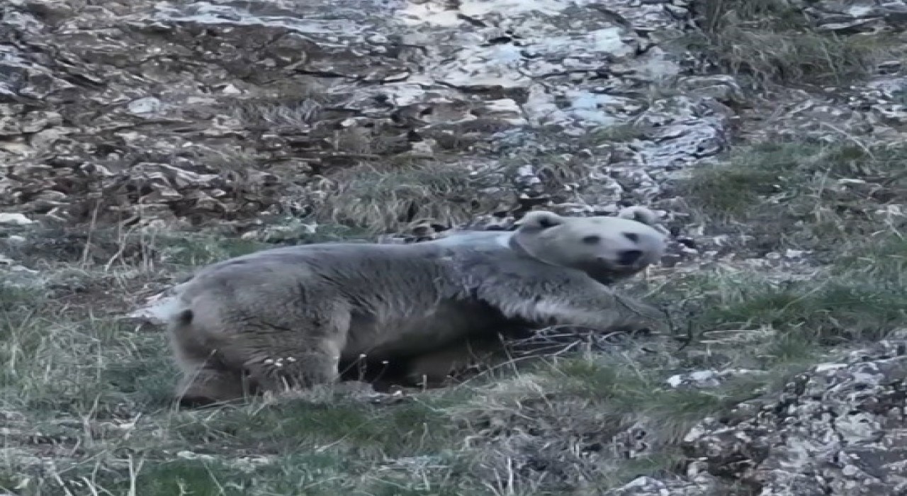 Erzincanda kış uykusuna hazırlanan iki ayı görüntülendi