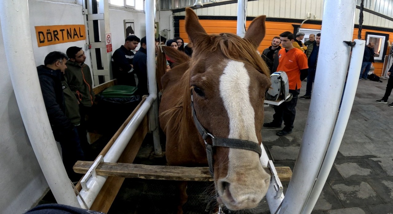 Eskişehirde Kısraklarda Suni Tohumlama Eğitimi başarıyla tamamlandı
