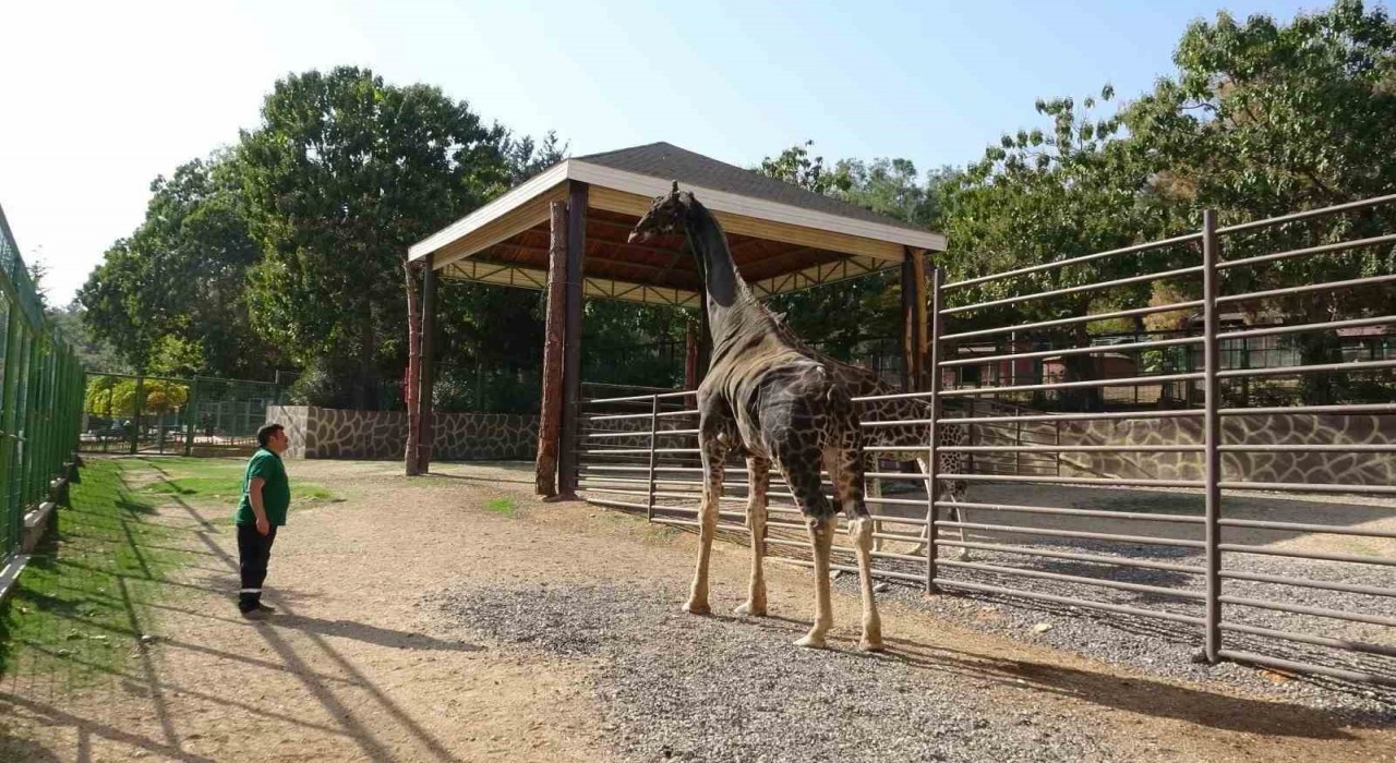 Gaziantep Doğal Yaşam Parkının maskotu zürafa öldü