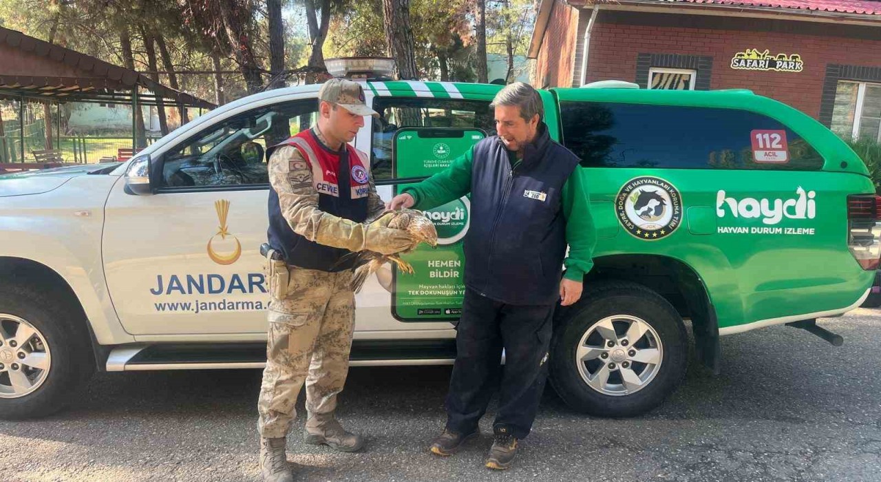 Gaziantepte yaralı halde bulunan kartal, tedavi altına alındı