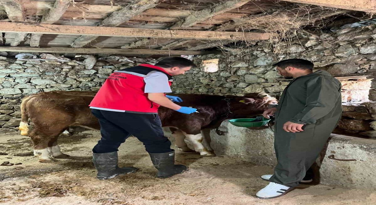 Giresunda 450 binden fazla hayvan aşılandı