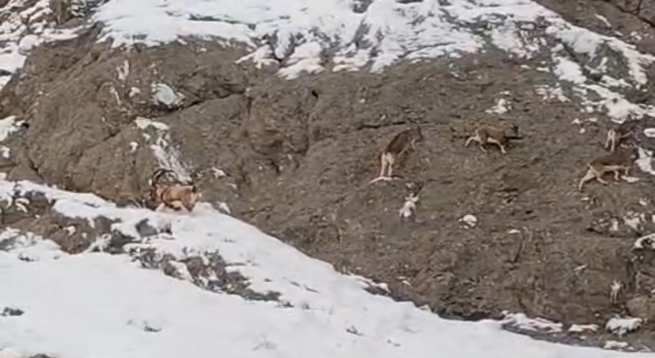 Güzelderenin karla kaplı yamaçlarda dağ keçileri görüntülendi