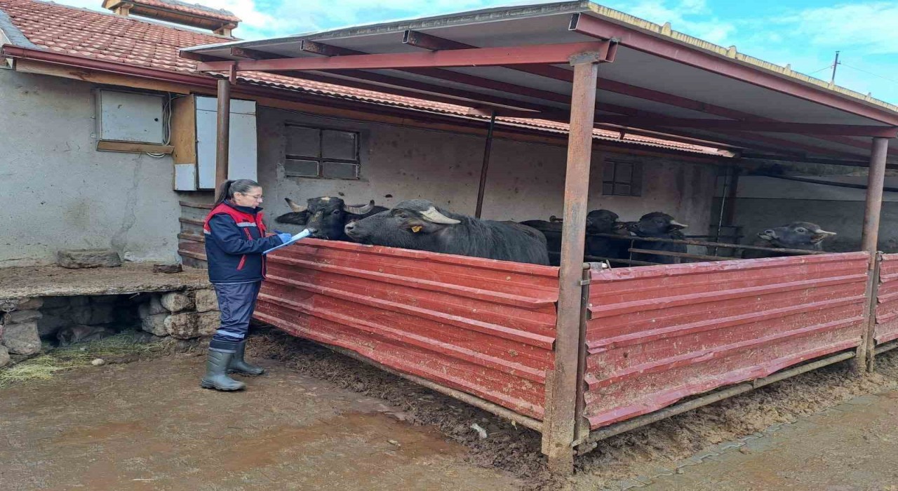 Halk Elinde Anadolu Mandasının Islahı Projesi devam ediyor