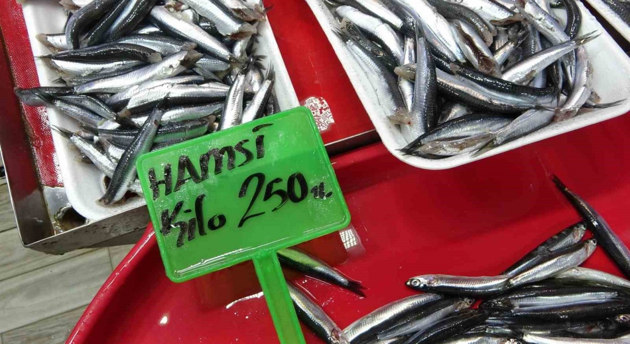 Hamsi bolluğu av baskısı oluşturdu: Şok tesislerinde, taşıyıcı kamyonlarda yer kalmadı