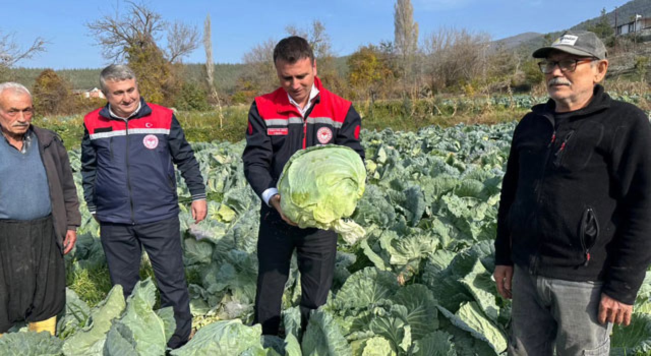 Hasanbeyli’de Ata Tohumu Lahana Hasadı Başladı